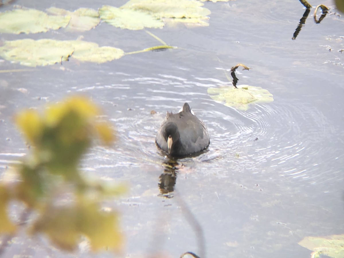 American Coot - Dylan Jackson