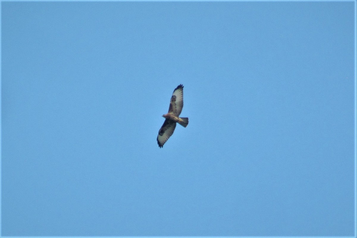 Common Buzzard - ML119863261