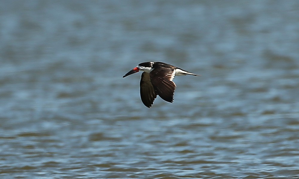 Black Skimmer - ML119863451