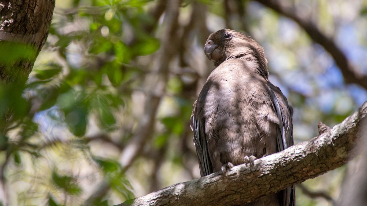 Lesser Vasa Parrot - ML119863511