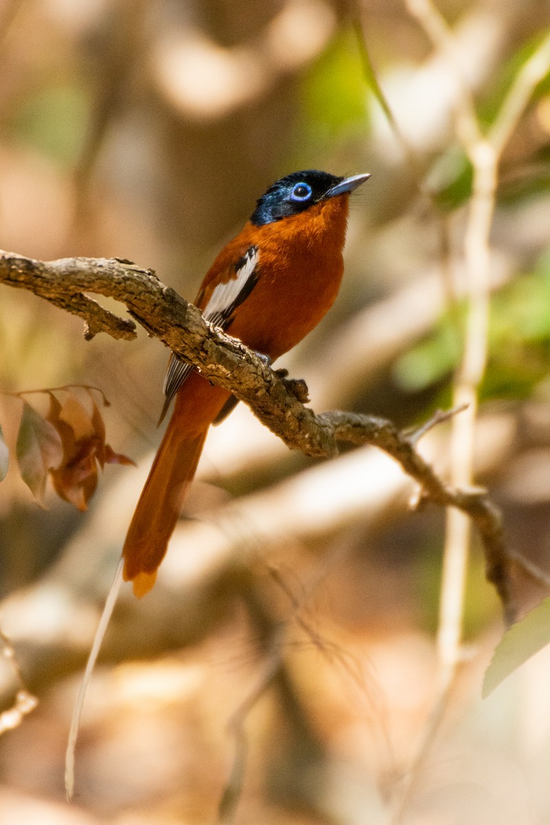 Malagasy Paradise-Flycatcher - ML119863621