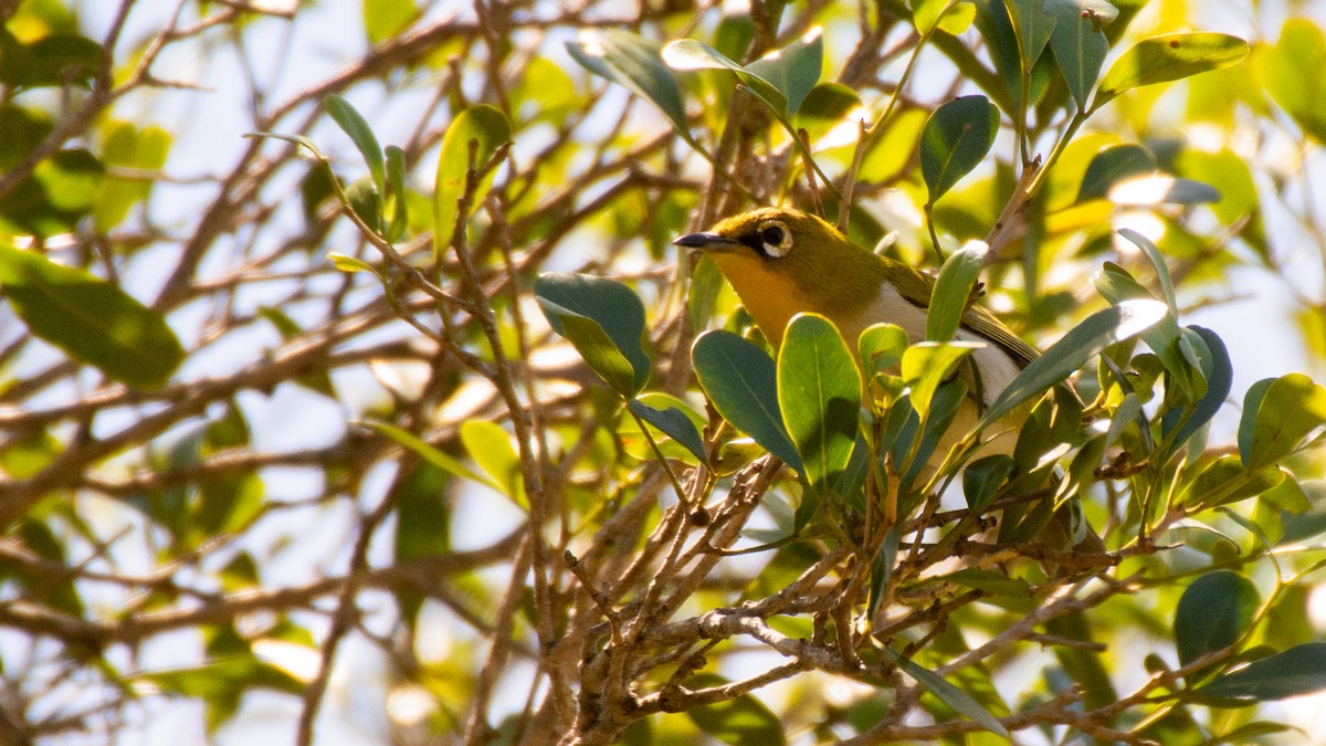 Malagasy White-eye - ML119863801