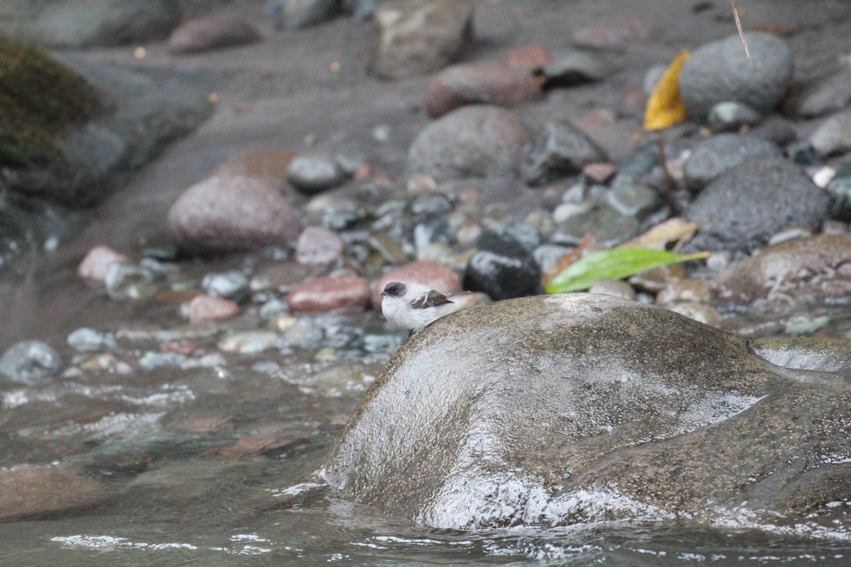 Torrent Tyrannulet - ML119864401