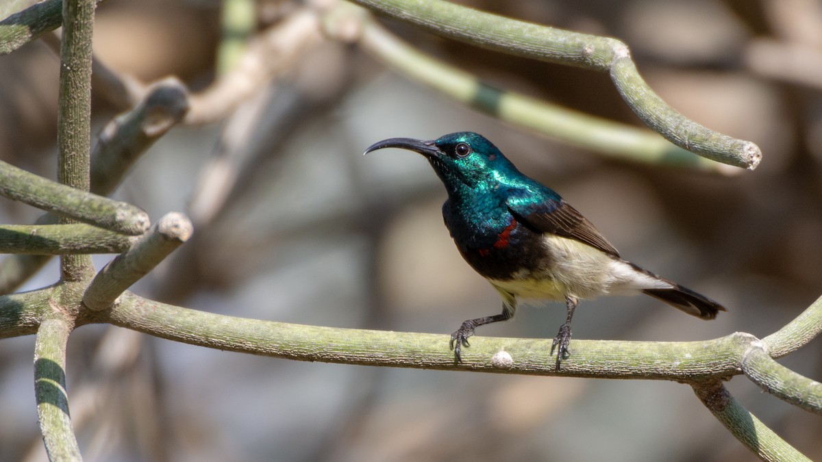 Souimanga Sunbird (White-bellied) - Jean-Sébastien Guénette