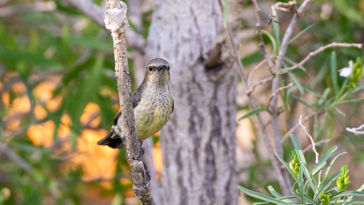 Souimanga Sunbird (White-bellied) - ML119864601