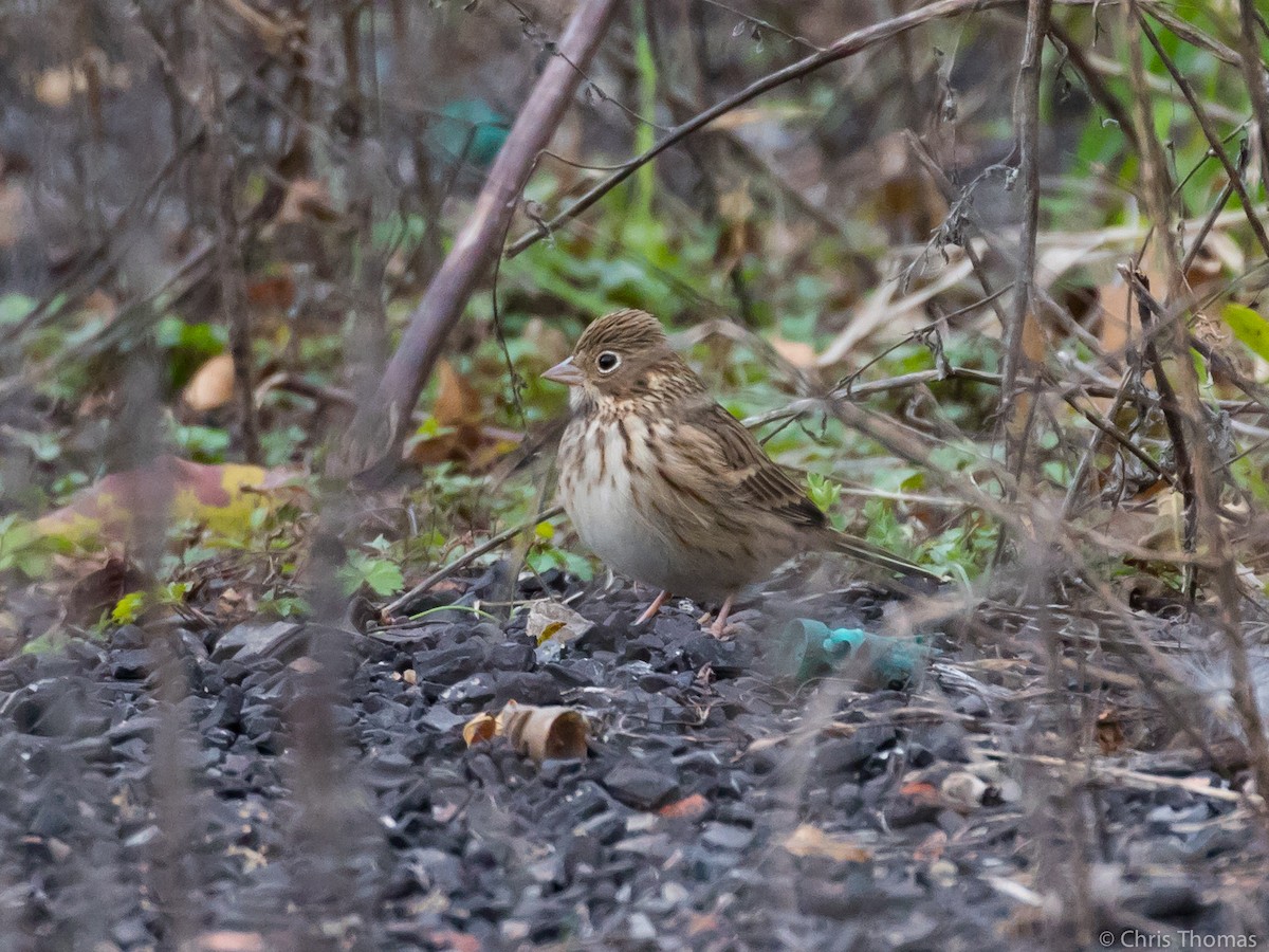 Vesper Sparrow - ML119865151