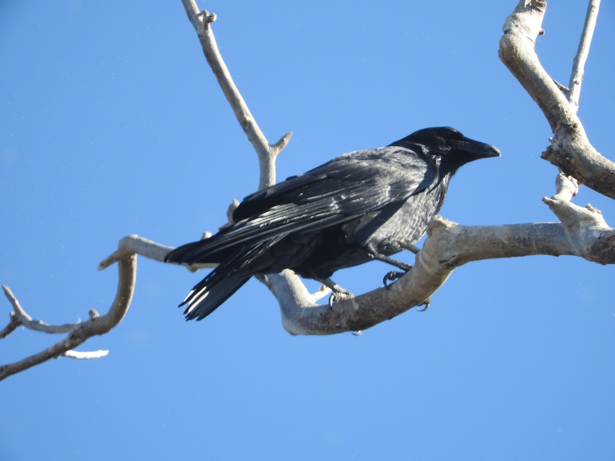 Common Raven - ML119865591