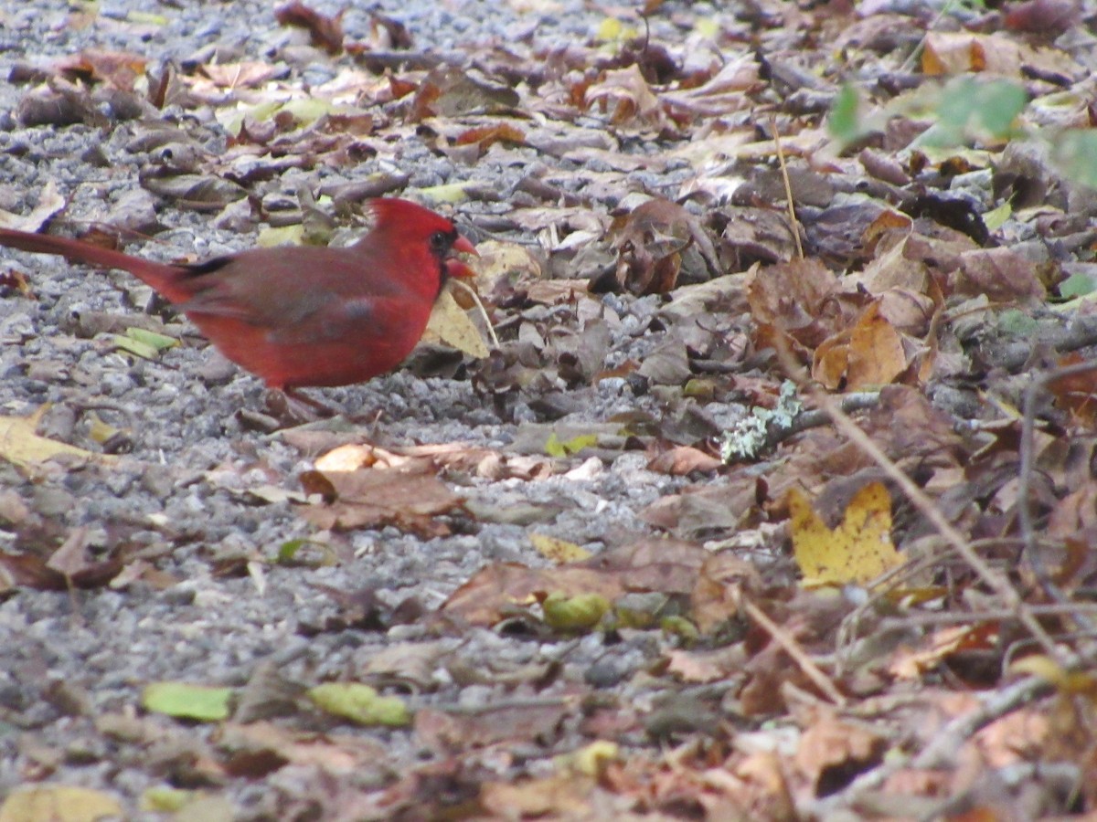 Northern Cardinal - nicole-marie  pettinelli