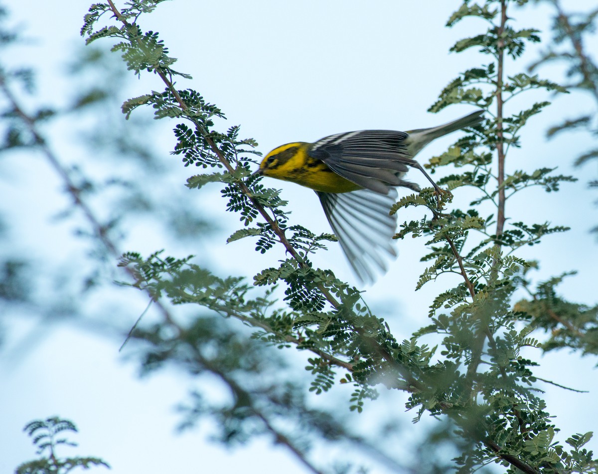 Townsend's Warbler - ML119867111