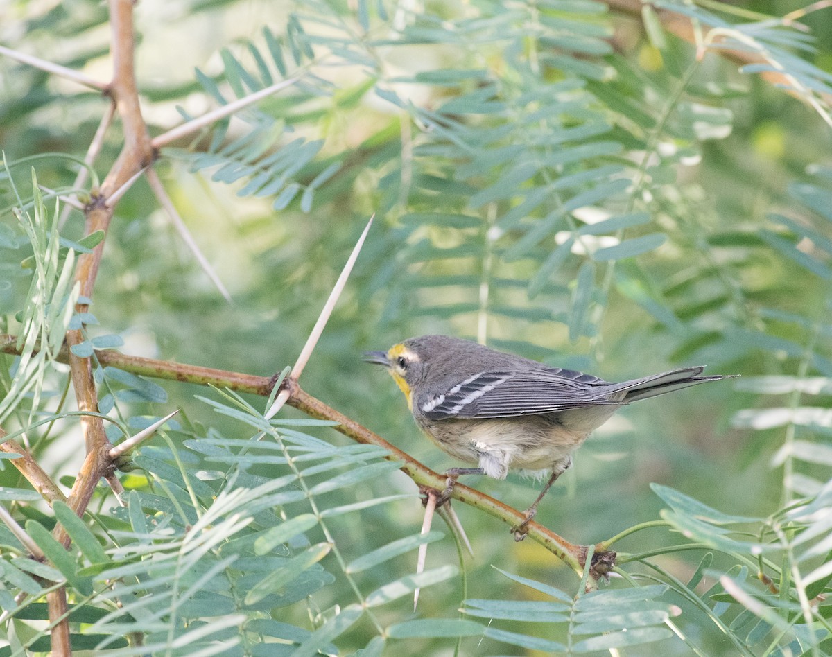 Grace's Warbler - ML119867321