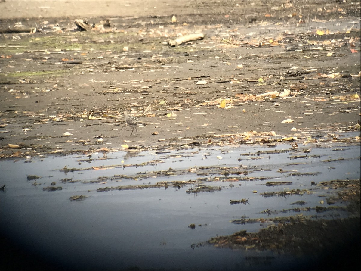 American Golden-Plover - ML119868051