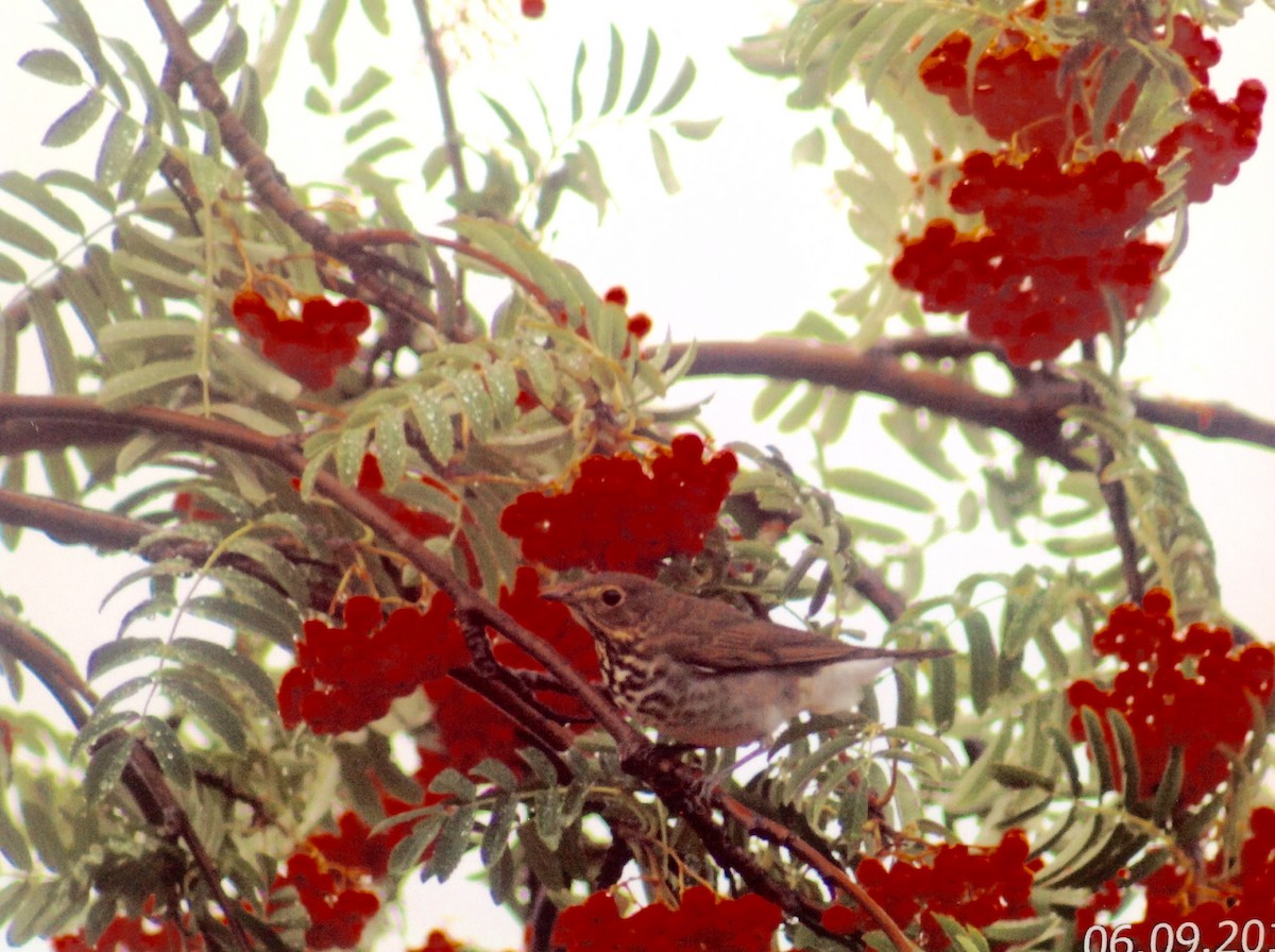 Swainson's Thrush - ML119870771