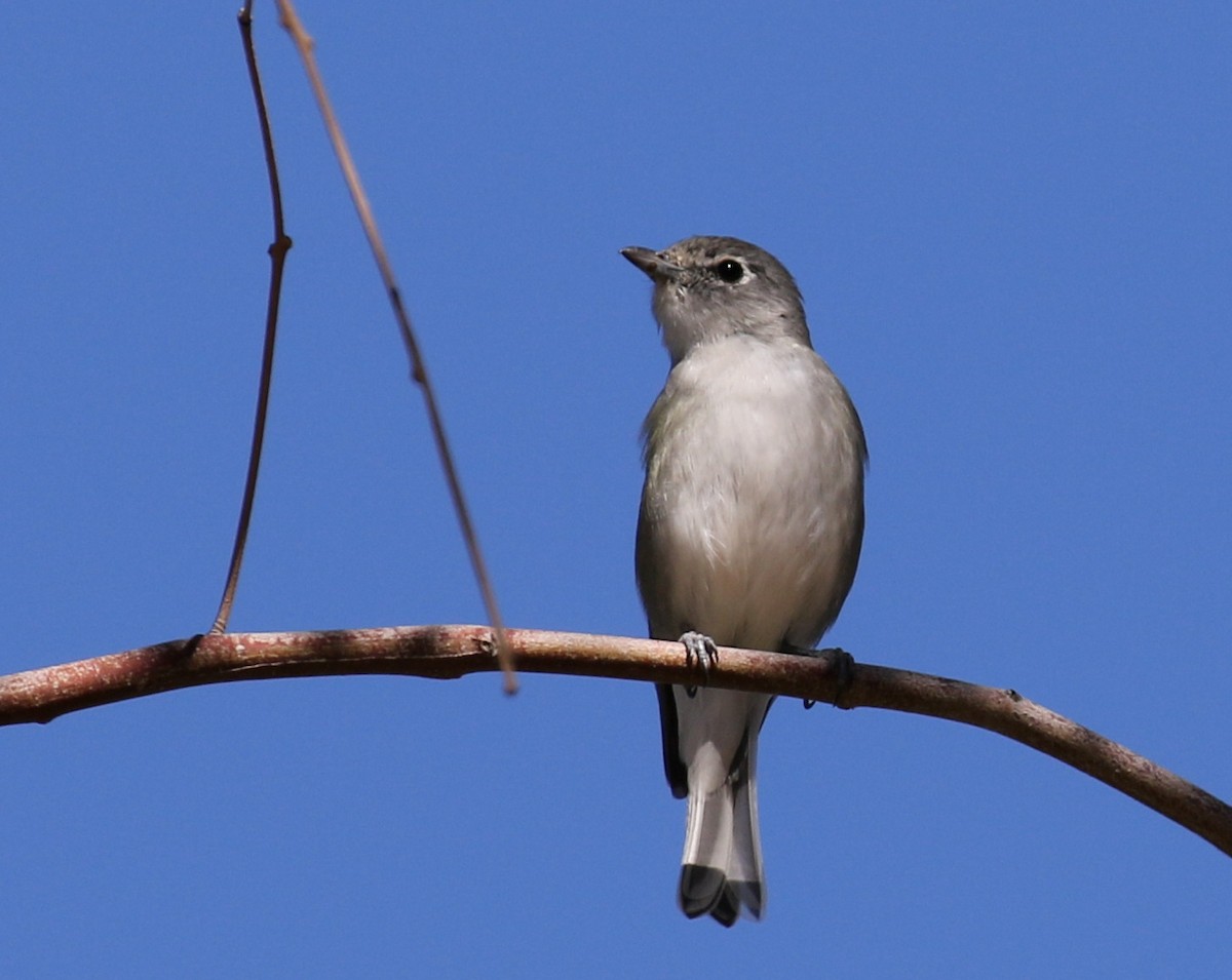 Plumbeous Vireo - ML119871581