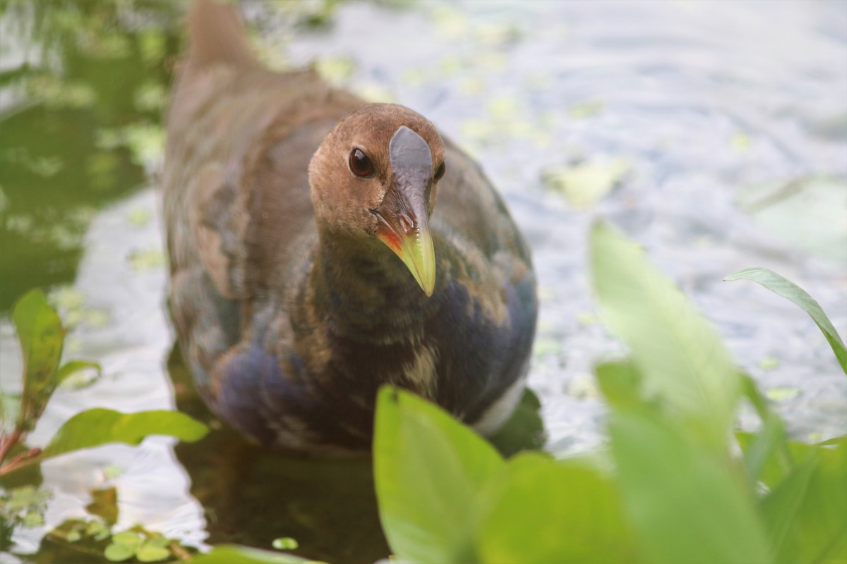 Purple Gallinule - Brendan Fogarty