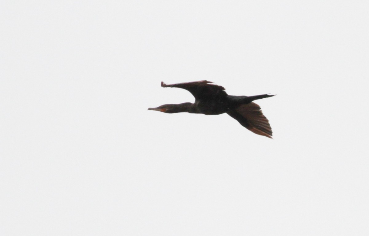 Neotropic Cormorant - ML119874321