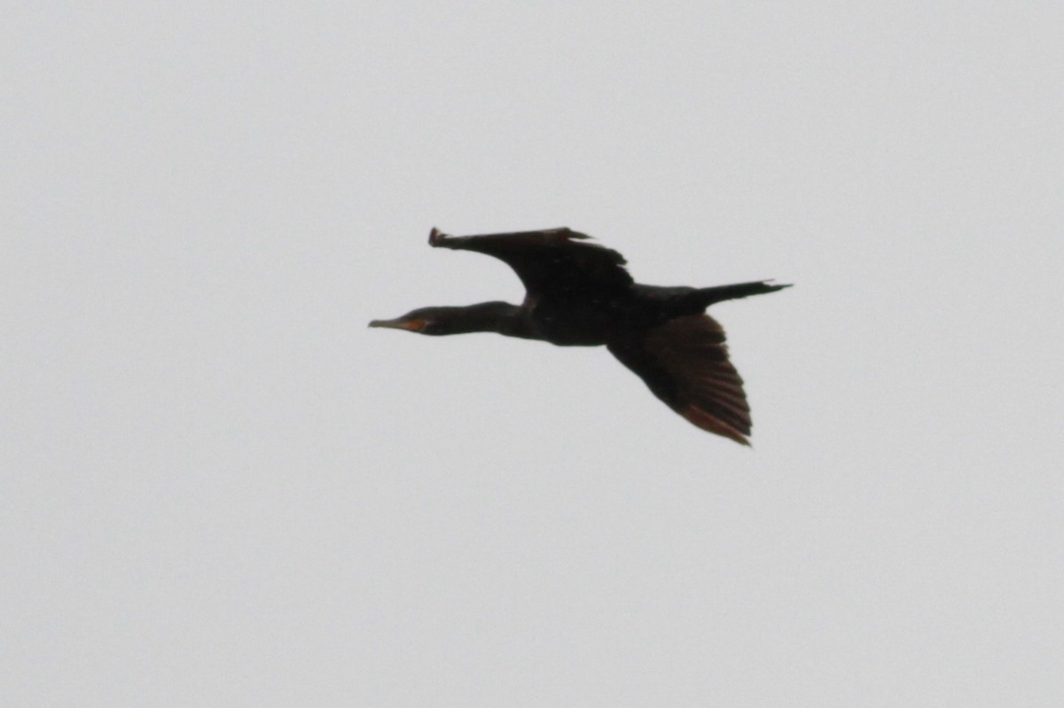 Neotropic Cormorant - ML119874331