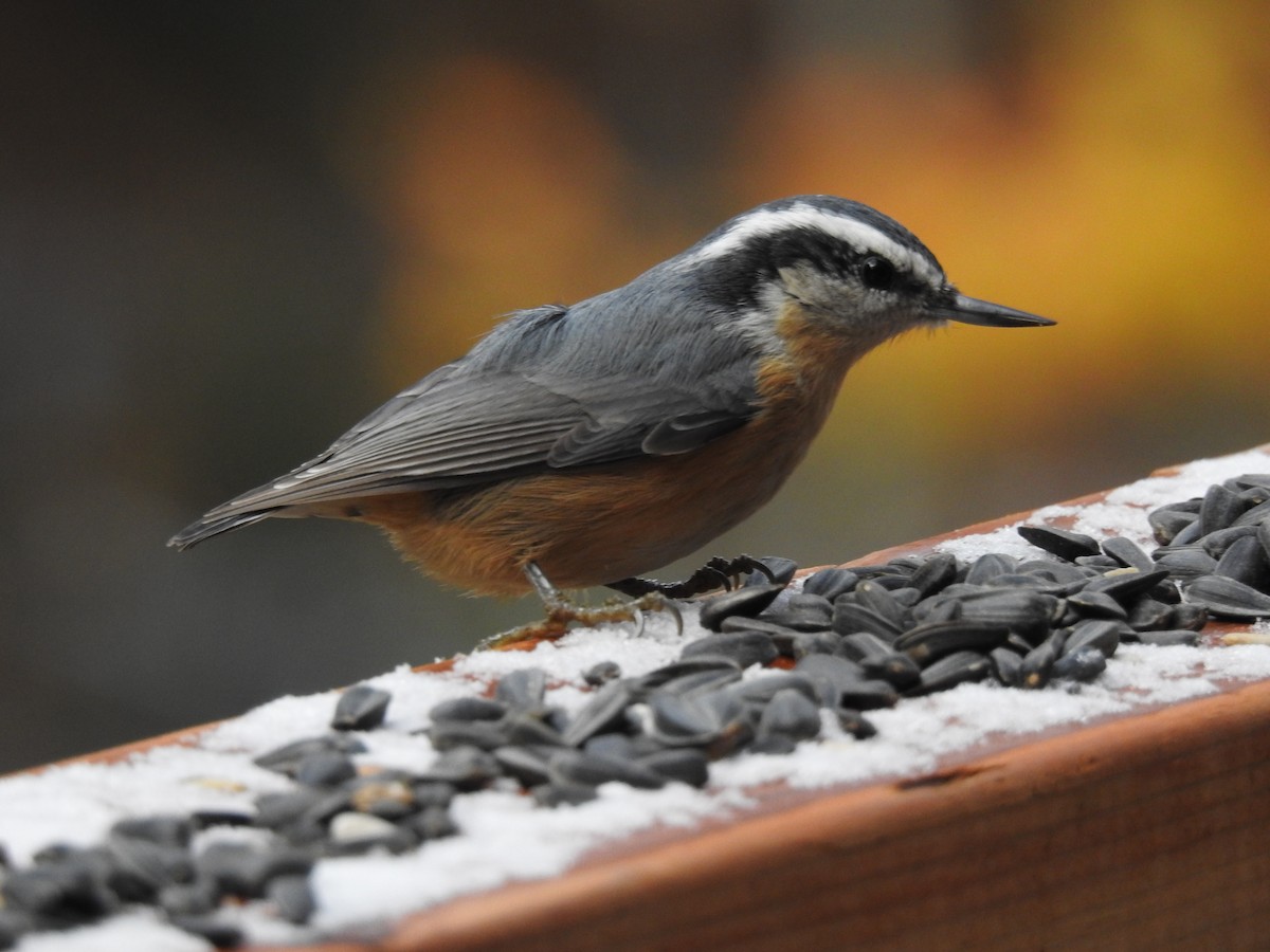 Red-breasted Nuthatch - ML119875951