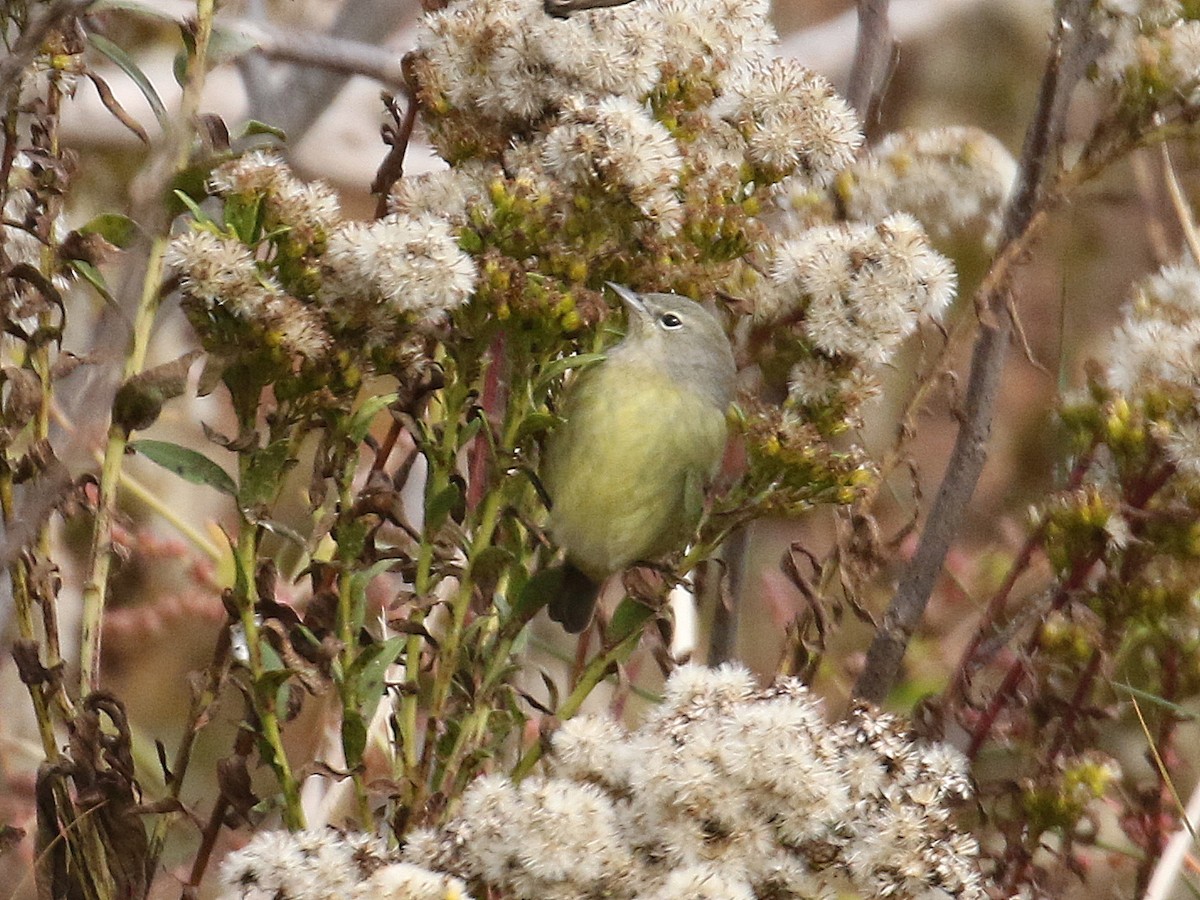 Orange-crowned Warbler - ML119876061