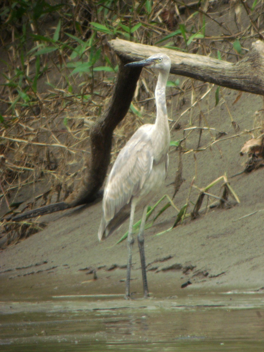 Reddish Egret - ML119877971