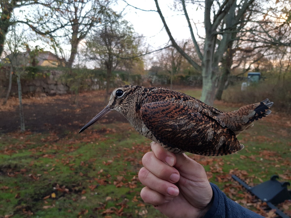 Eurasian Woodcock - ML119878841