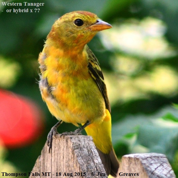 Western Tanager - ML119879281