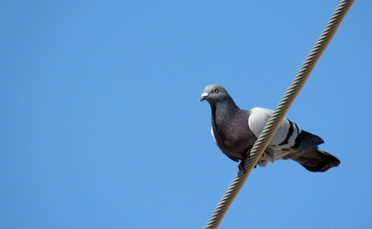 Rock Pigeon (Feral Pigeon) - Ricardo Barrios