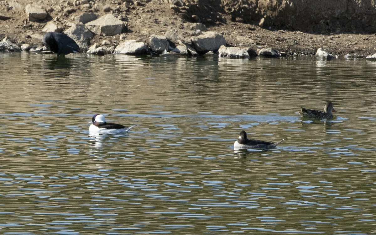 Bufflehead - ML119882411