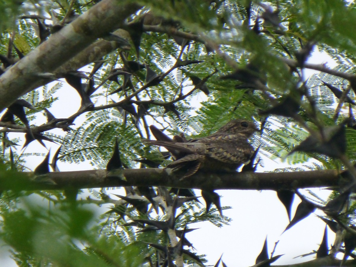 Lesser Nighthawk - ML119883601