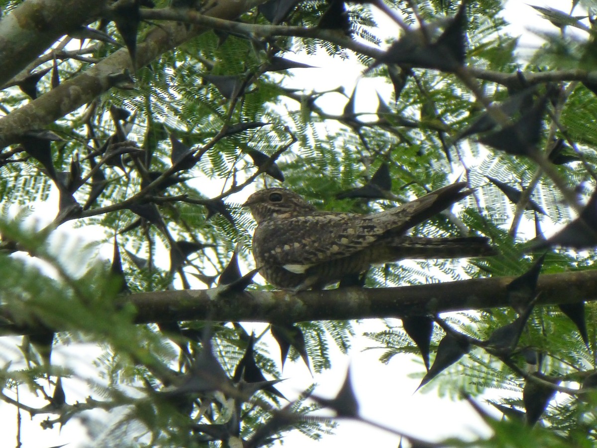 Lesser Nighthawk - ML119883641