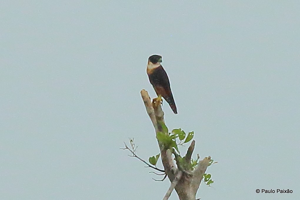 Orange-breasted Falcon - ML119883911