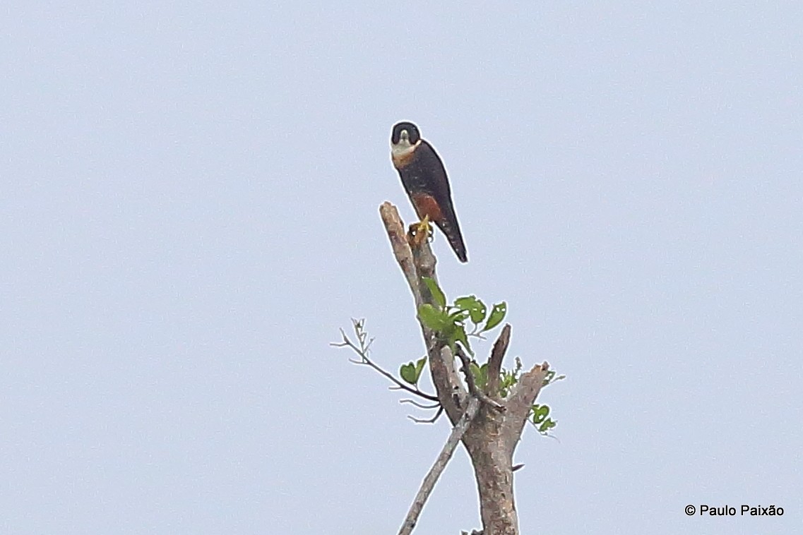 Orange-breasted Falcon - ML119883931