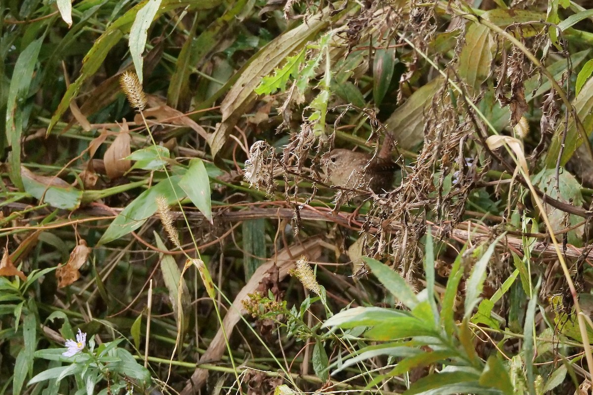 Winter Wren - ML119884531