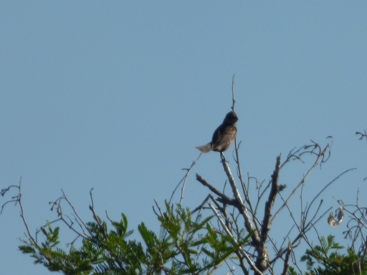 Blue Grosbeak - ML119884661