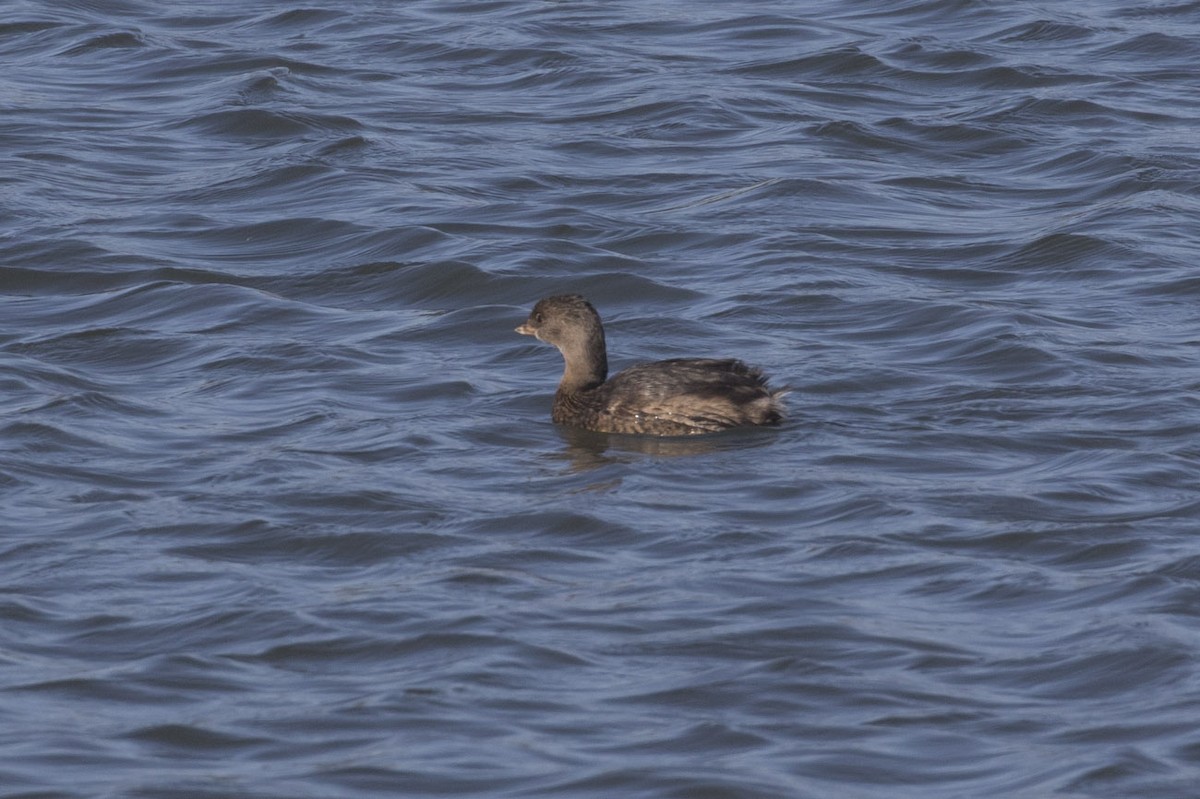 Pied-billed Grebe - Michael Todd