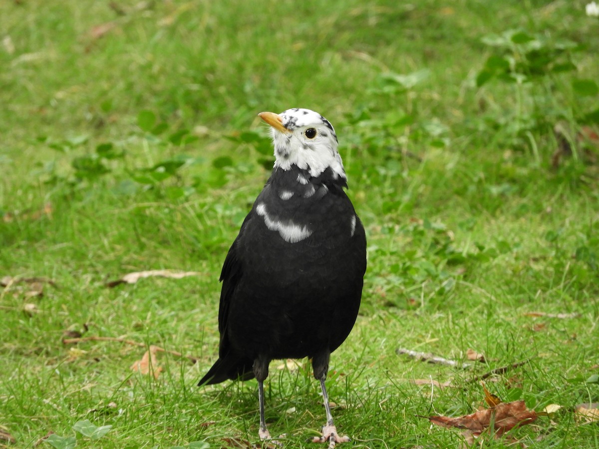 Tibetan Blackbird - Denis Corbeil