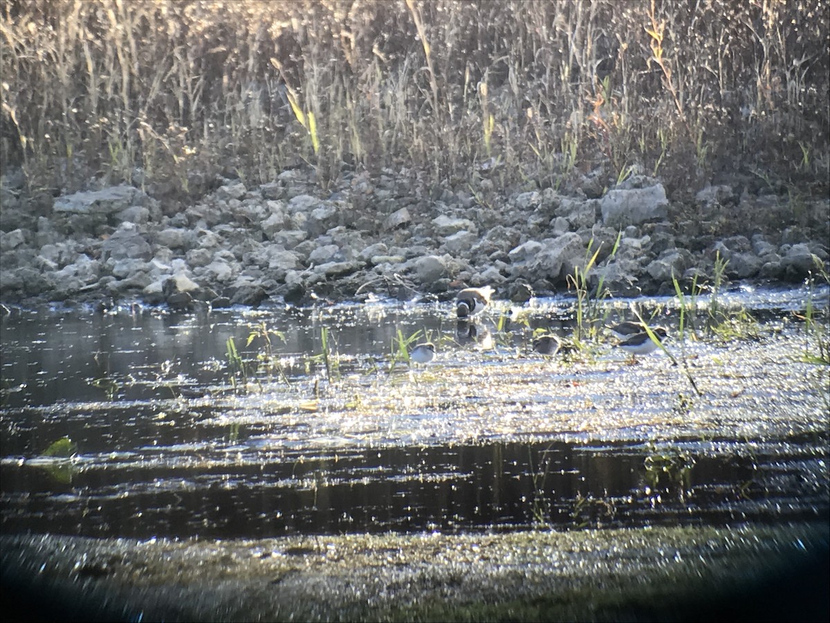 Semipalmated Plover - ML119886081