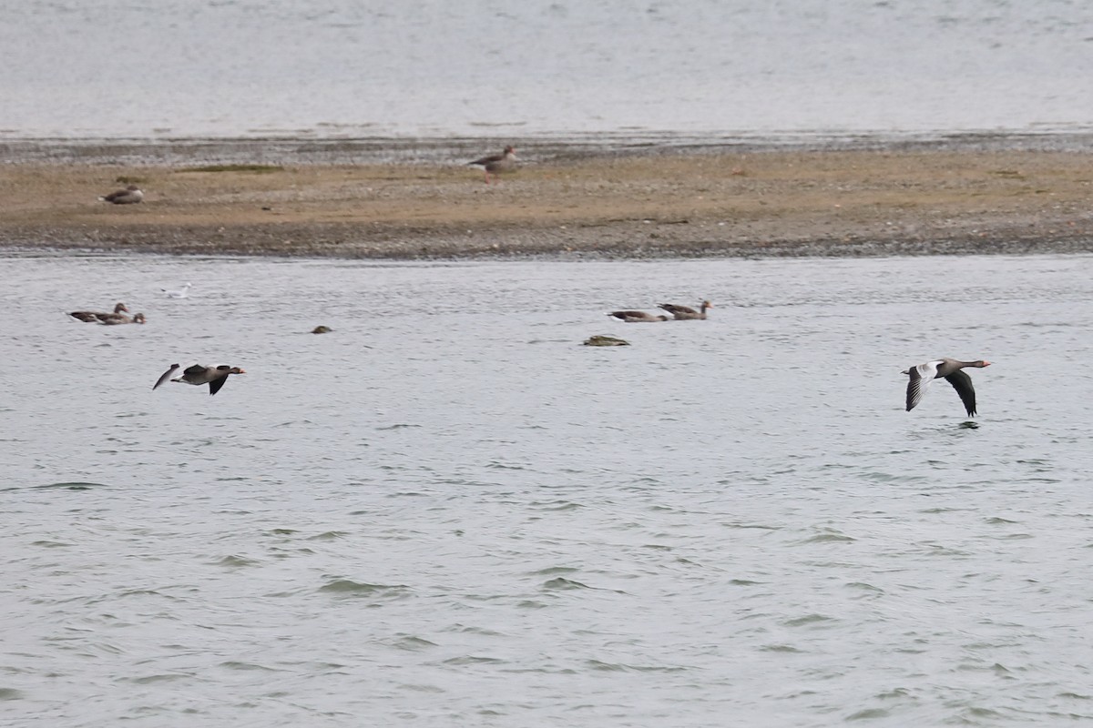 Graylag Goose - ML119886391