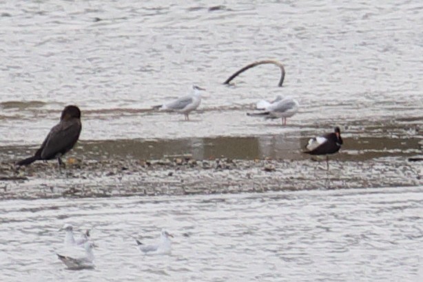 Eurasian Oystercatcher - ML119887111