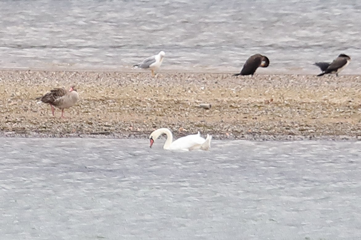 Yellow-legged Gull - ML119887981
