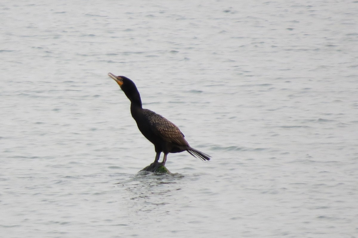 Double-crested Cormorant - ML119888401