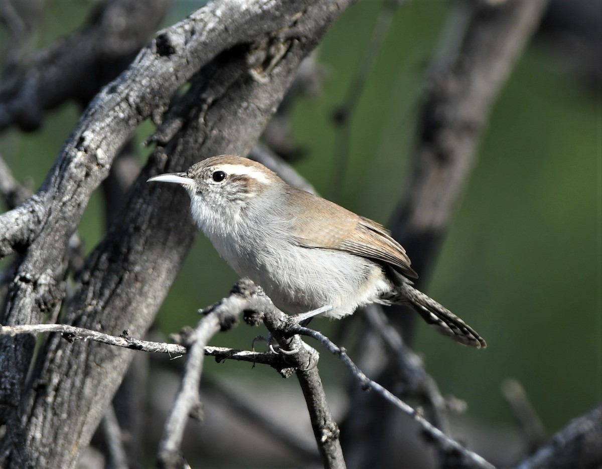 Bewick's Wren - ML119889131