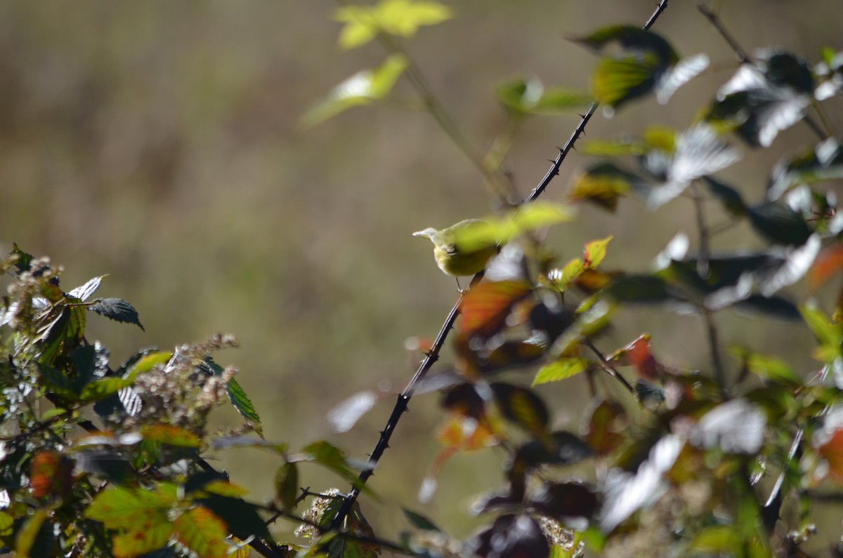 Nashville Warbler - ML119889881