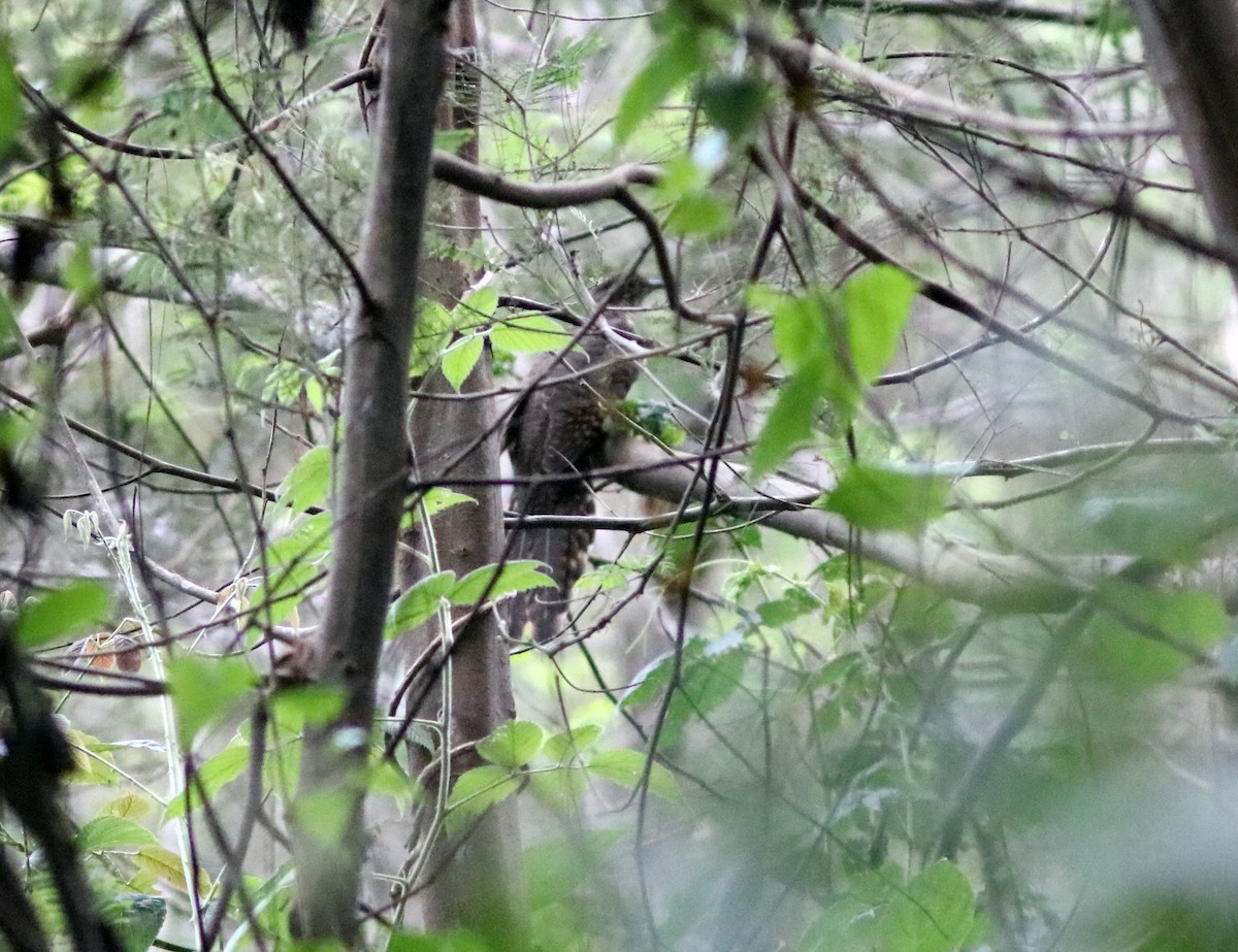 Barred Long-tailed Cuckoo - ML119889961