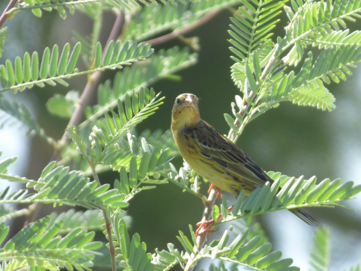 Bobolink - ML119889981