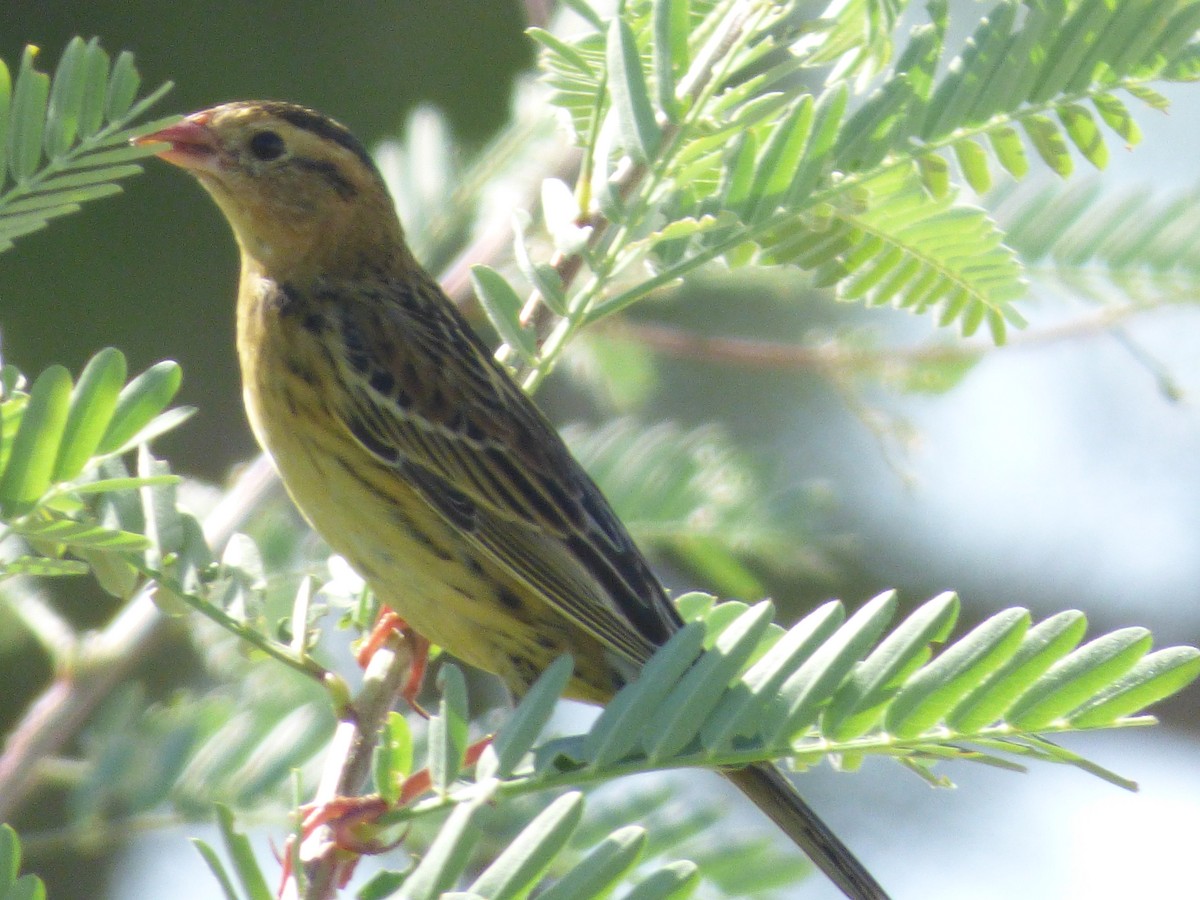 bobolink americký - ML119890031