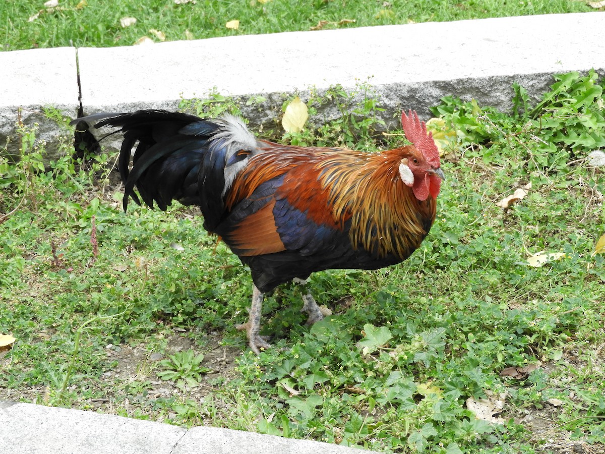 תרנגול בר (מבוית) - ML119890611