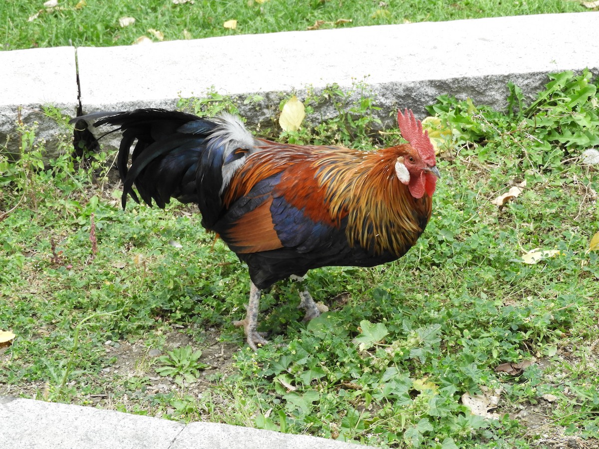 Red Junglefowl (Domestic type) - ML119890611