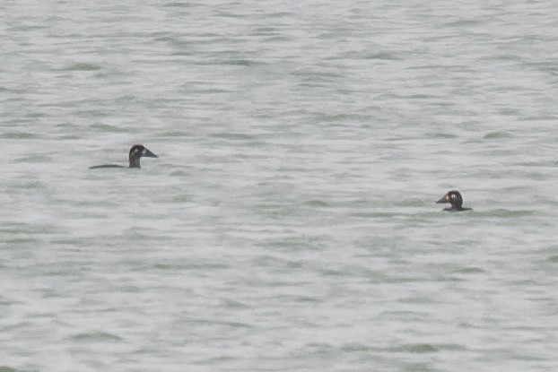 Surf Scoter - ML119891731