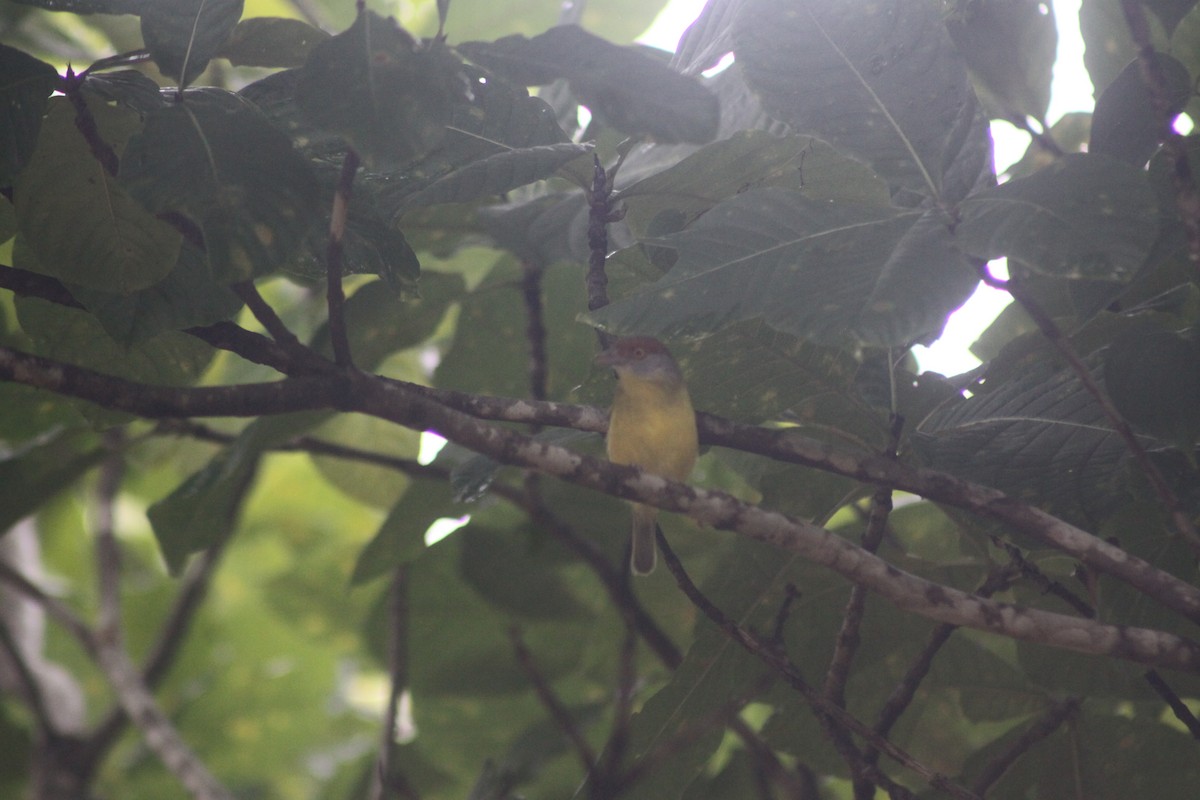 Rufous-browed Peppershrike (Northern) - ML119892861