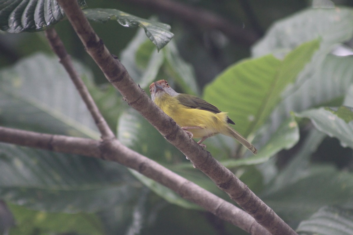 Rufous-browed Peppershrike (Northern) - ML119893201